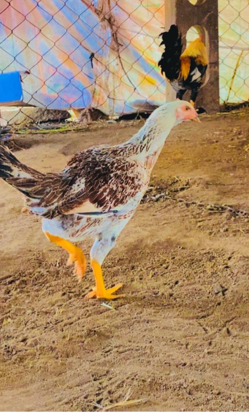 थंबनेल 3