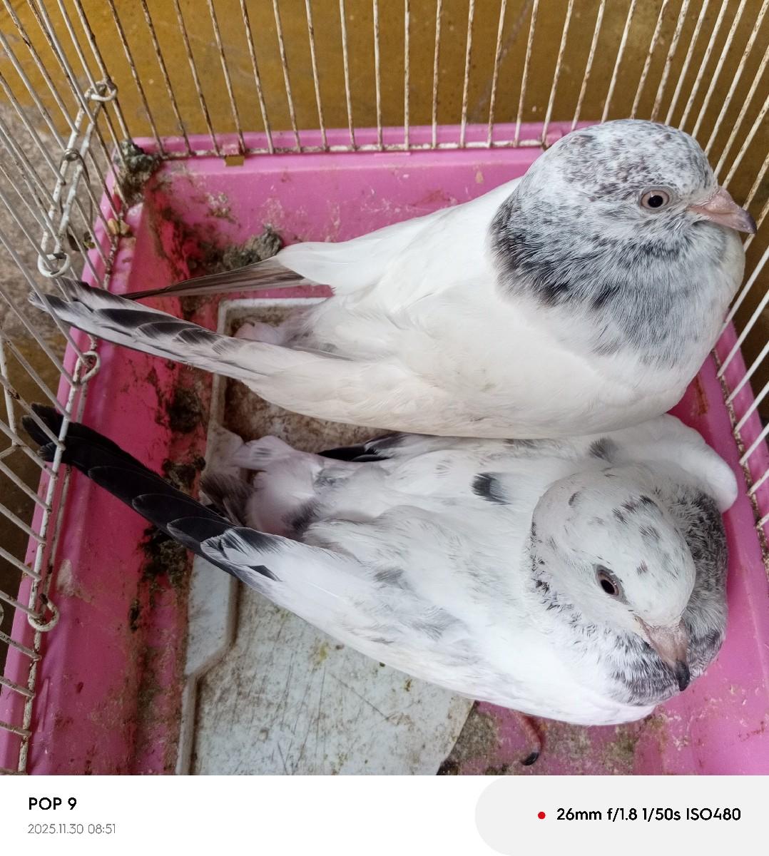 थंबनेल 3