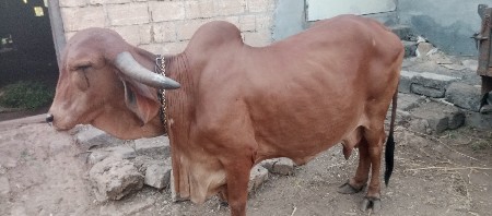 थंबनेल 3