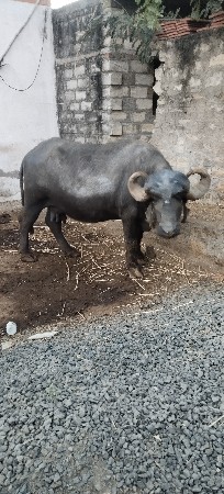 થંબનેલ 3