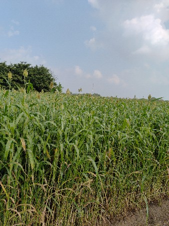 લીલું વેચવાનું છે