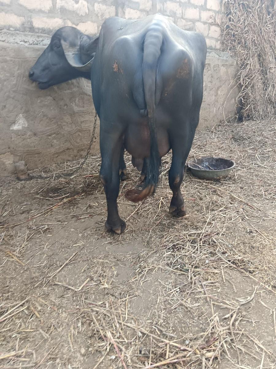 થંબનેલ 3