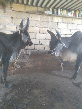 ગોઢલા વેશવાના છે