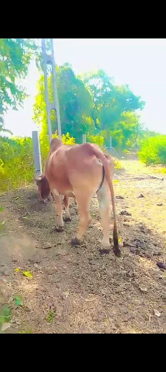 थंबनेल 2