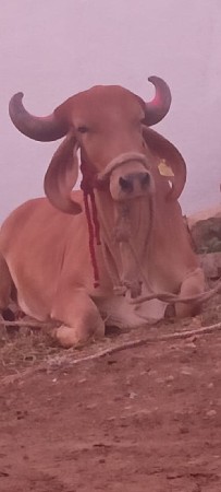 ગીર હોડકી વેચવાની છે