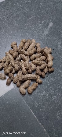 મગફળી....રિબોવેસવાની.......