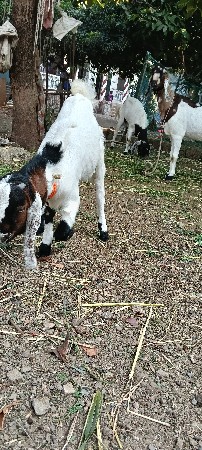 બકરી બકરો બચી દોડ વર્ષ ની