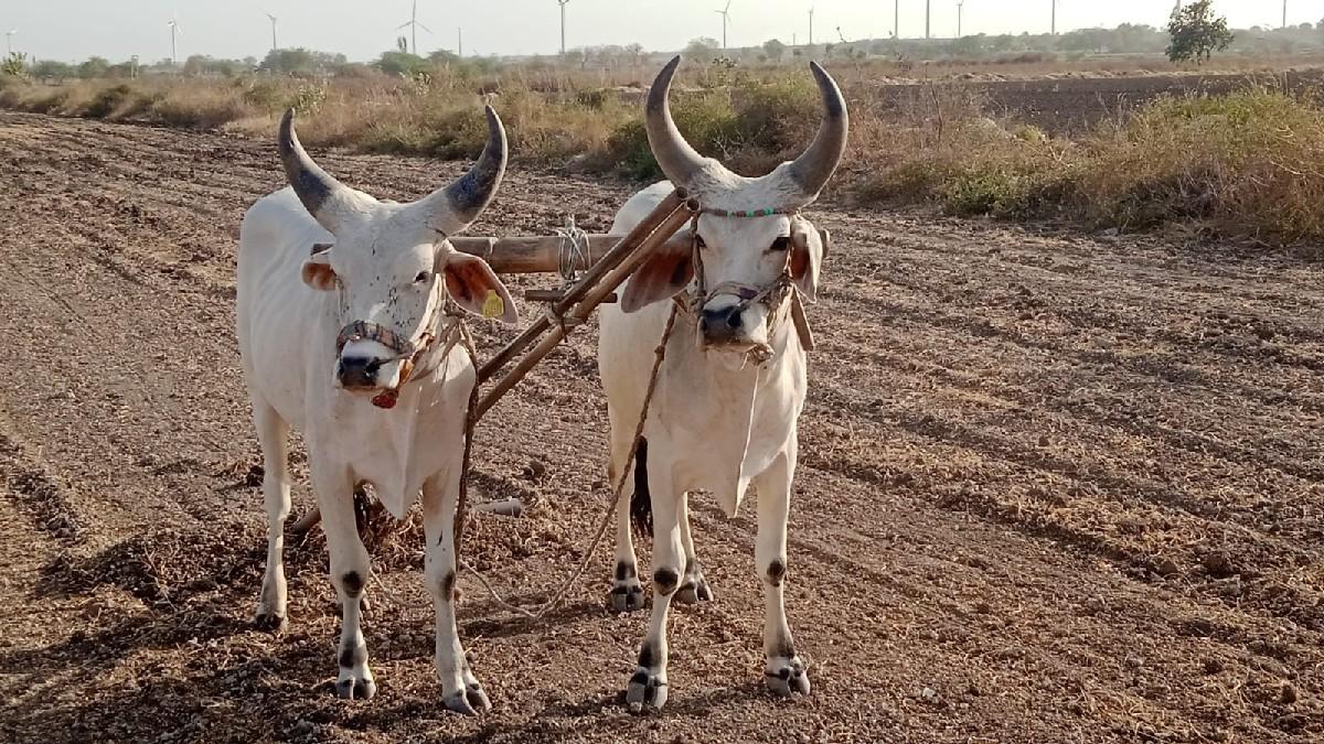 બળદ વેચવાના છે