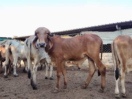 थंबनेल 3