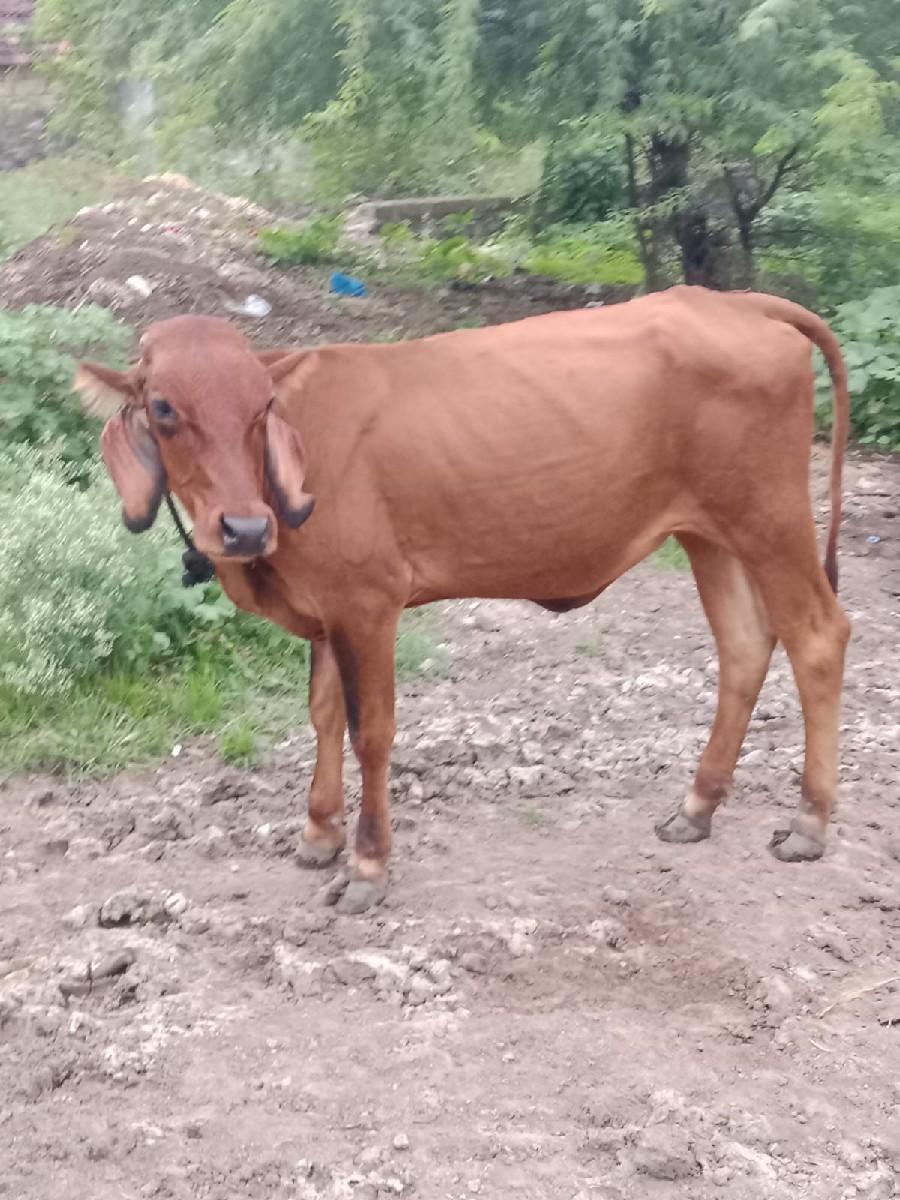 થંબનેલ 2