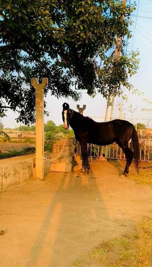 ઘોડી વેચવાની છે