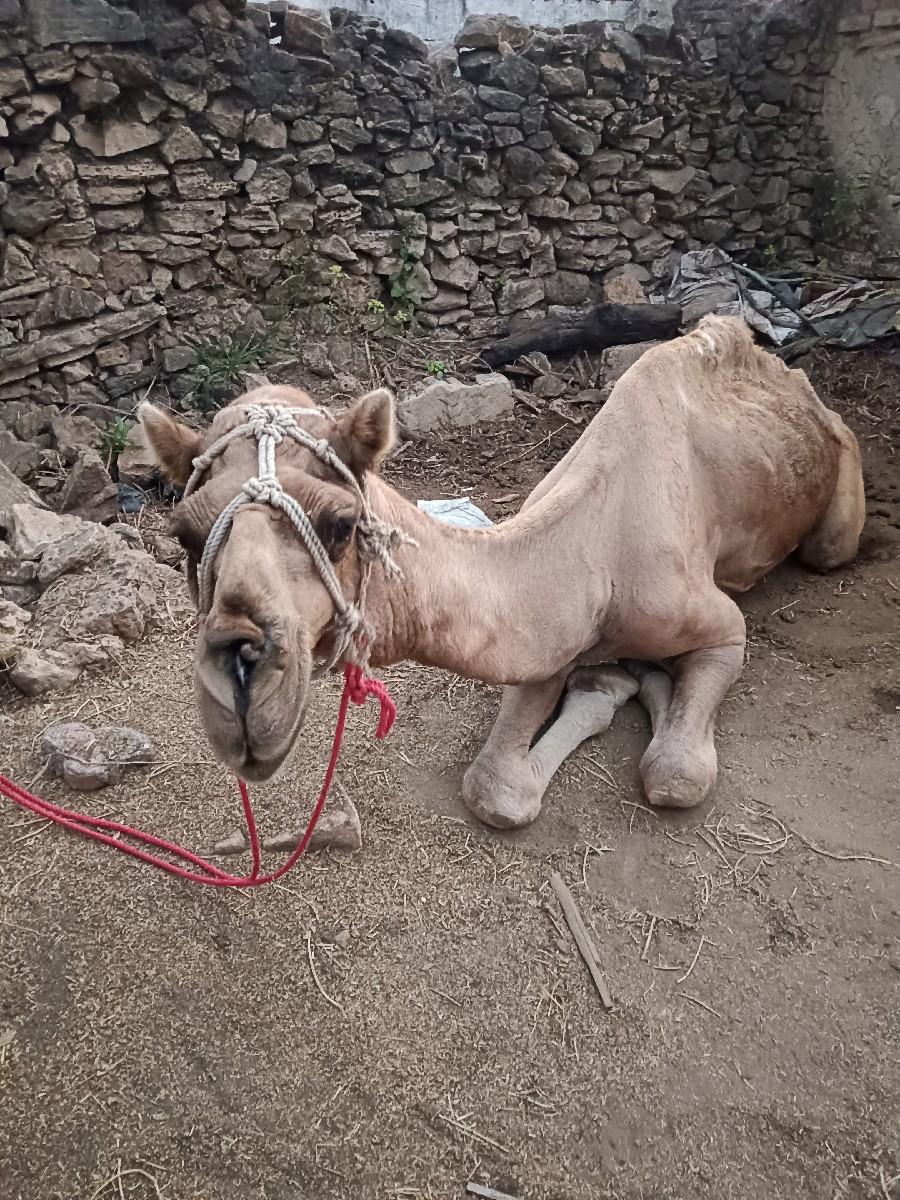 ઉટ વેશવાનો છે