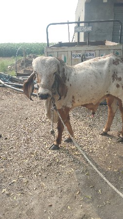 ધણ ખૂટ વેચવાનો છે.