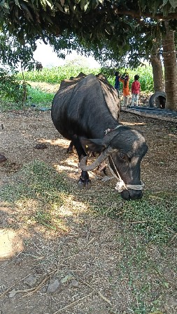 थंबनेल 2