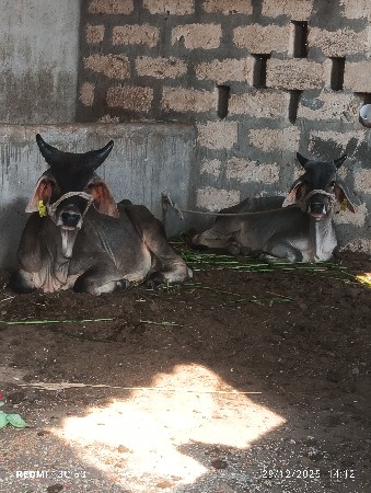 થંબનેલ 2