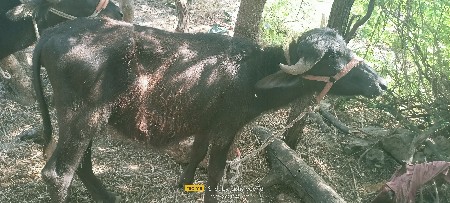 2 પાડી વેસવાની છે