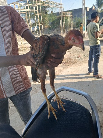 કૂકડો વેચવાનો છે