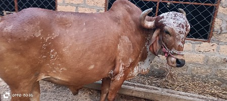 થંબનેલ 3