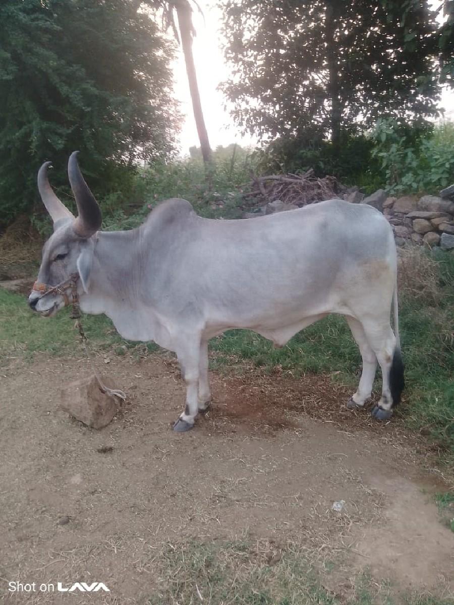 થંબનેલ 2