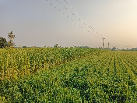 જુવાર વેચવાની છે.