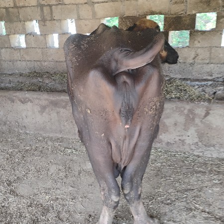 ભેંશ વેચવાની છે.