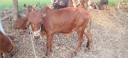 थंबनेल 2