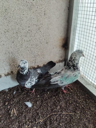 kabutar vechvana che