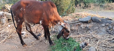 vasdi (વાસળી)