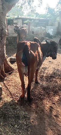 થંબનેલ 2