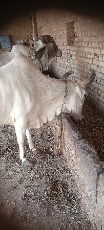 ગાય વેચવાની છે