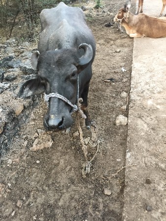 थंबनेल 1