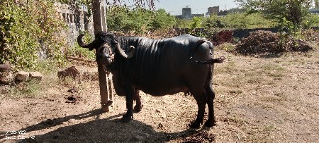 ભેસ વેસવાનીછે