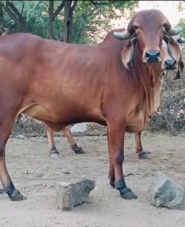 થંબનેલ 3