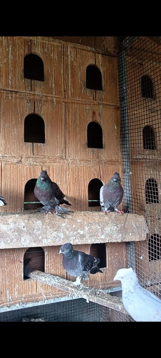 ૨૦ નંગ દેવાના છે ચોટી મોજાવાળા