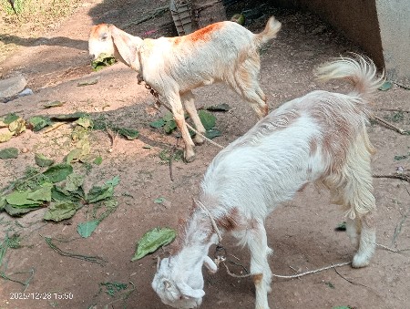 થંબનેલ 2