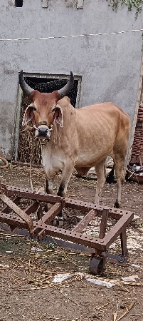 ગોઢલો લેવાનો છે