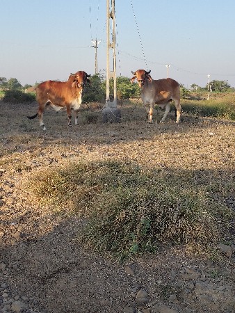 થંબનેલ 3