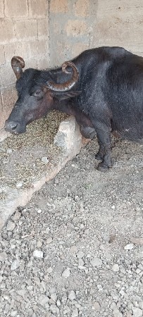 ભેસ વેચવાની છે