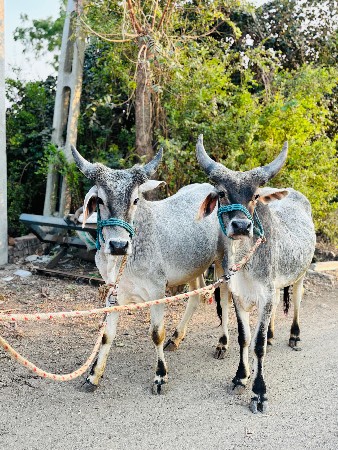 थंबनेल 3