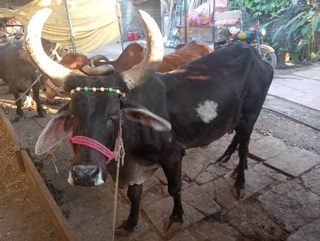 ગાય વેચવાની છે બેય