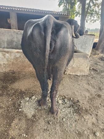 थंबनेल 2