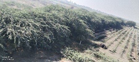 બાવળ ના લાકડા વેસવાના છે