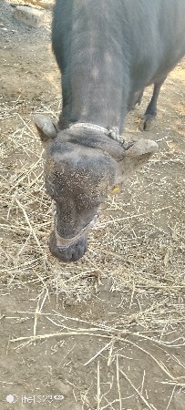 थंबनेल 2