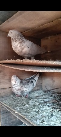 थंबनेल 3