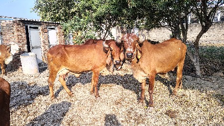 5 દેશી ગાય દૂઝણી 3 ગીર ઓડકા