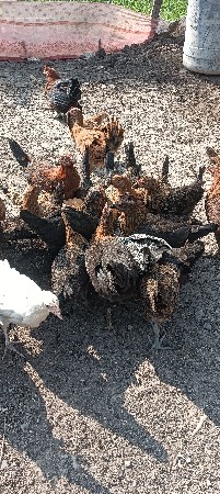 પ્યોર સોનાલી પાથડા70 દિવસના 170 નંગ