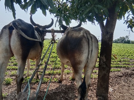 થંબનેલ 2