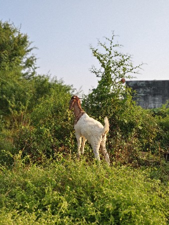 બકરી વેસવાની છે