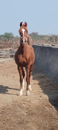 ઘોડી વેચવાની છે