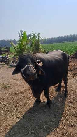 વેચવાની છે